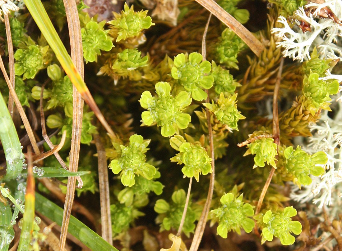 Image of Huperzia appressa specimen.