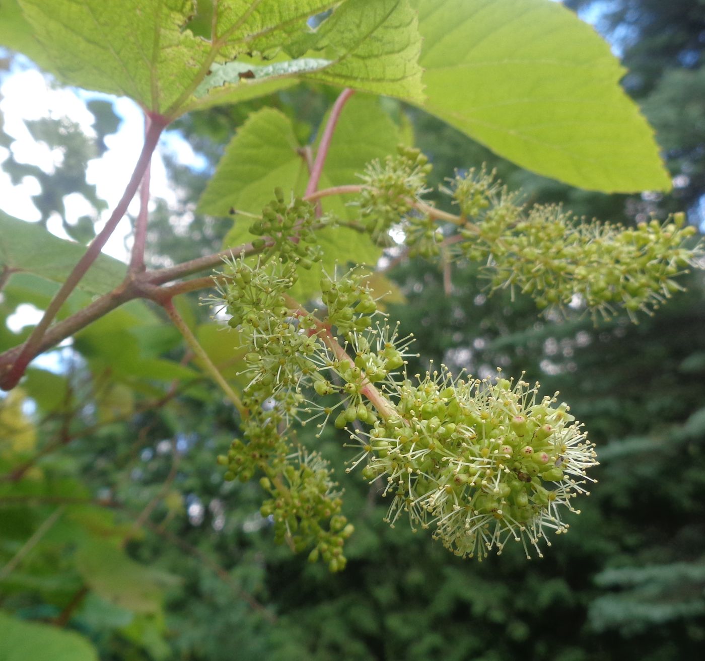 Изображение особи Vitis amurensis.