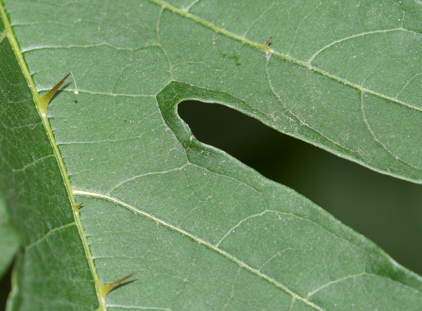 Image of Solanum caricaefolium specimen.