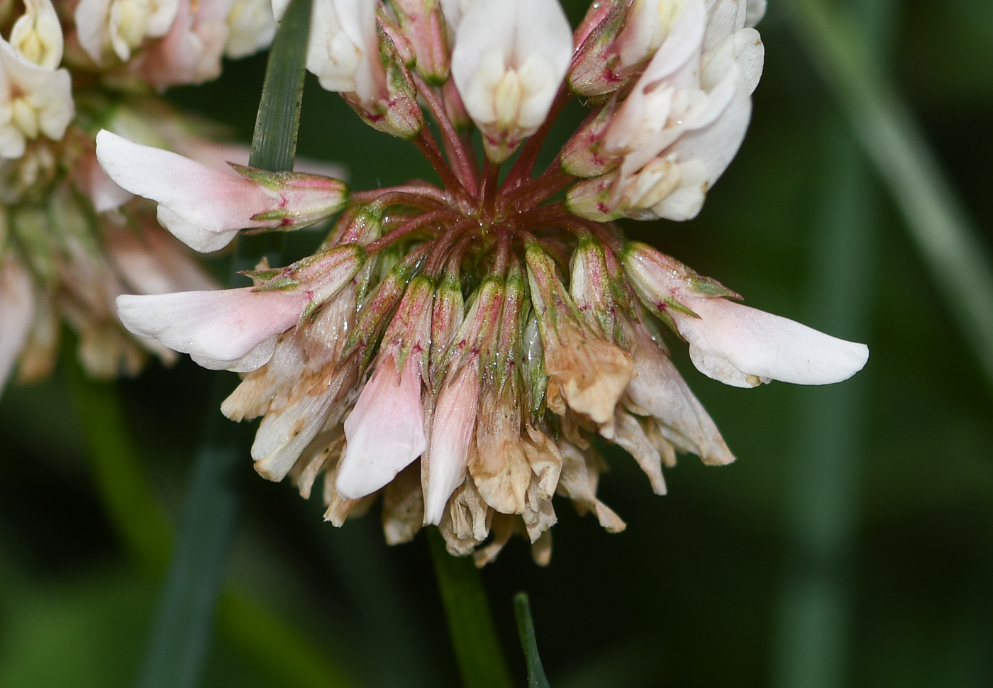 Изображение особи Trifolium amabile.