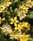 Genista hispanica. Отцветающие соцветия (вид сверху). Испания, автономное сообщество Каталония, провинция Жирона, комарка Сельва, муниципалитет Сускеда, перевал Майа (Coll de Malla), 1010 м н.у.м, сложенный мергелями холм, эродированный участок луга. 28.05.2020.