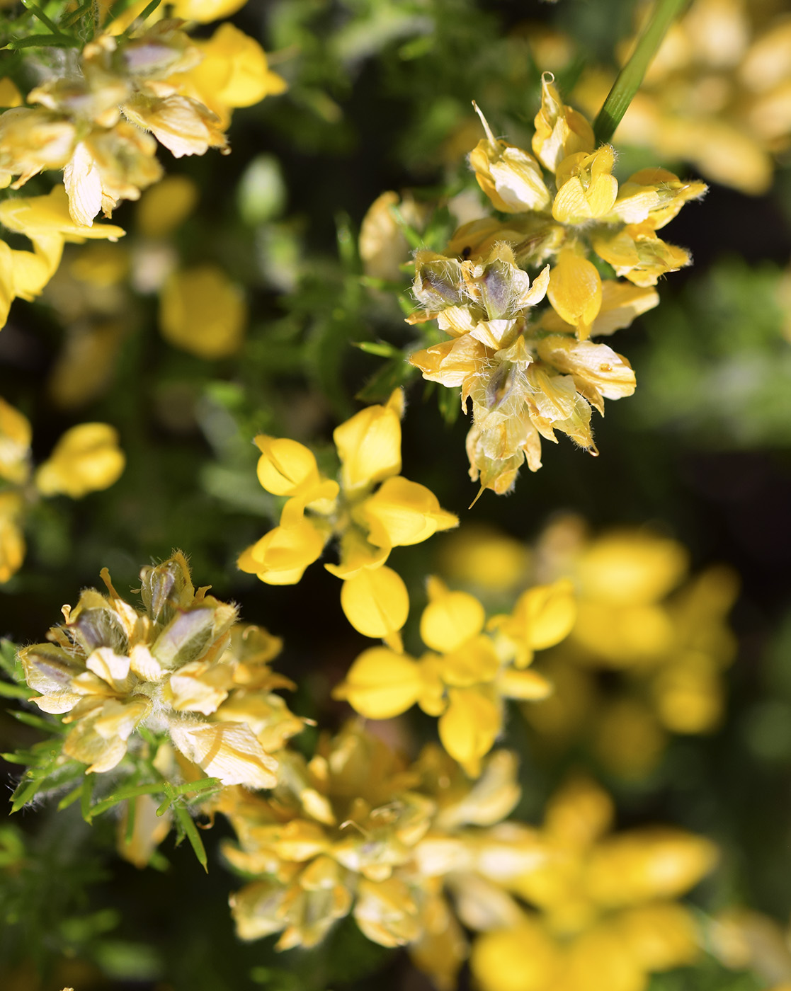 Изображение особи Genista hispanica.