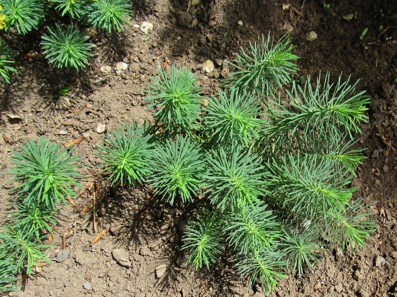 Изображение особи Euphorbia cyparissias.