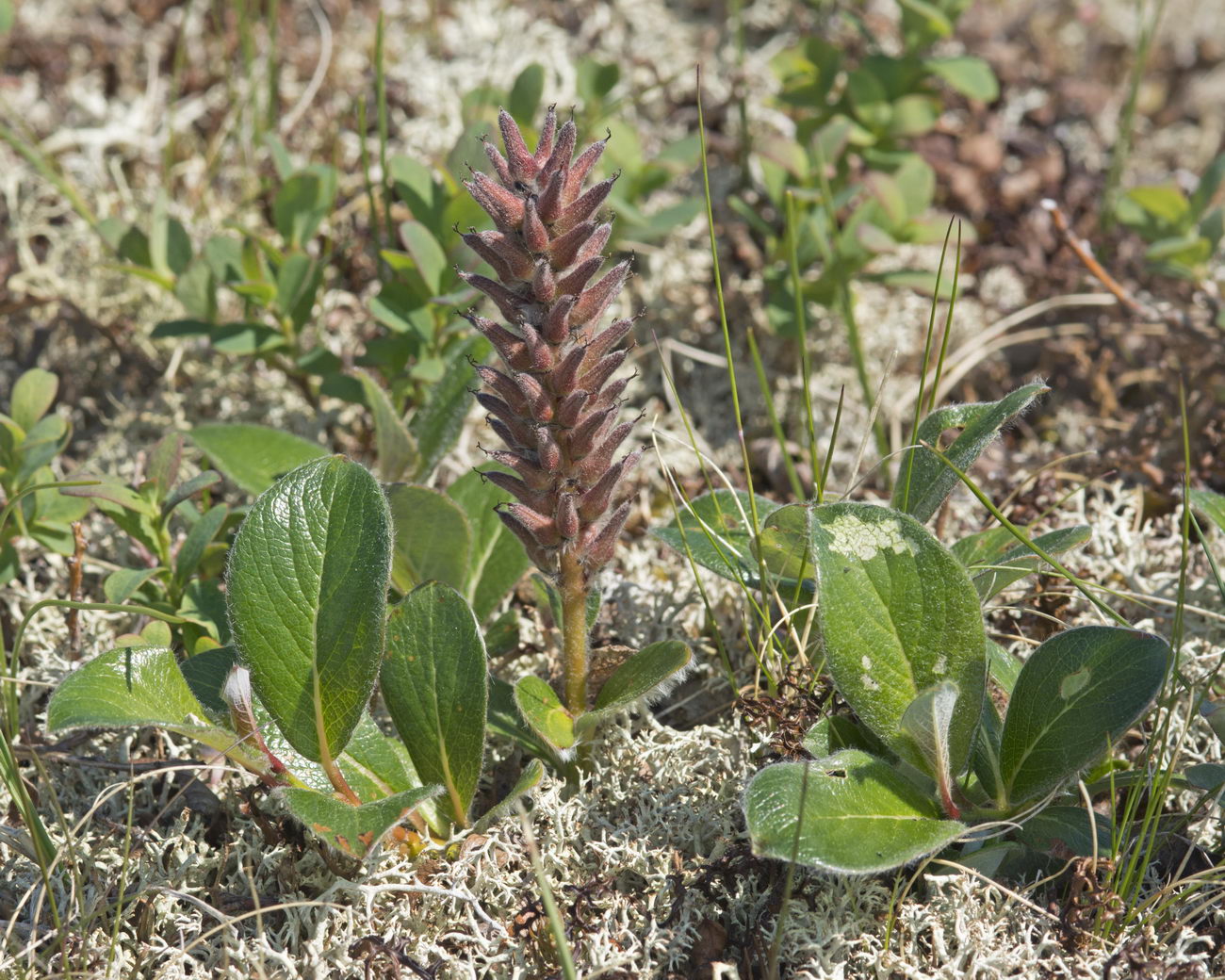 Image of Salix arctica specimen.