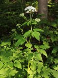 Aegopodium podagraria
