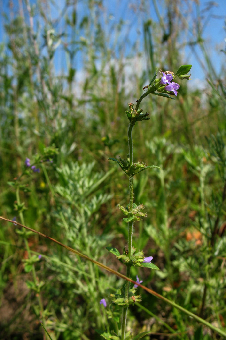 Изображение особи Ziziphora acinos.