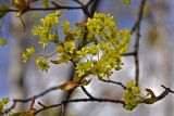 Acer platanoides