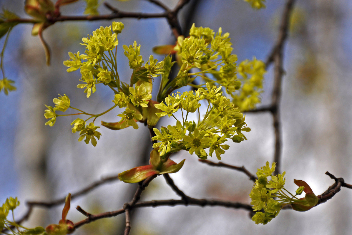 Image of Acer platanoides specimen.