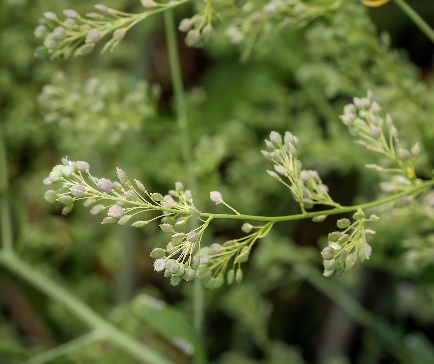 Image of Lepidium latifolium specimen.