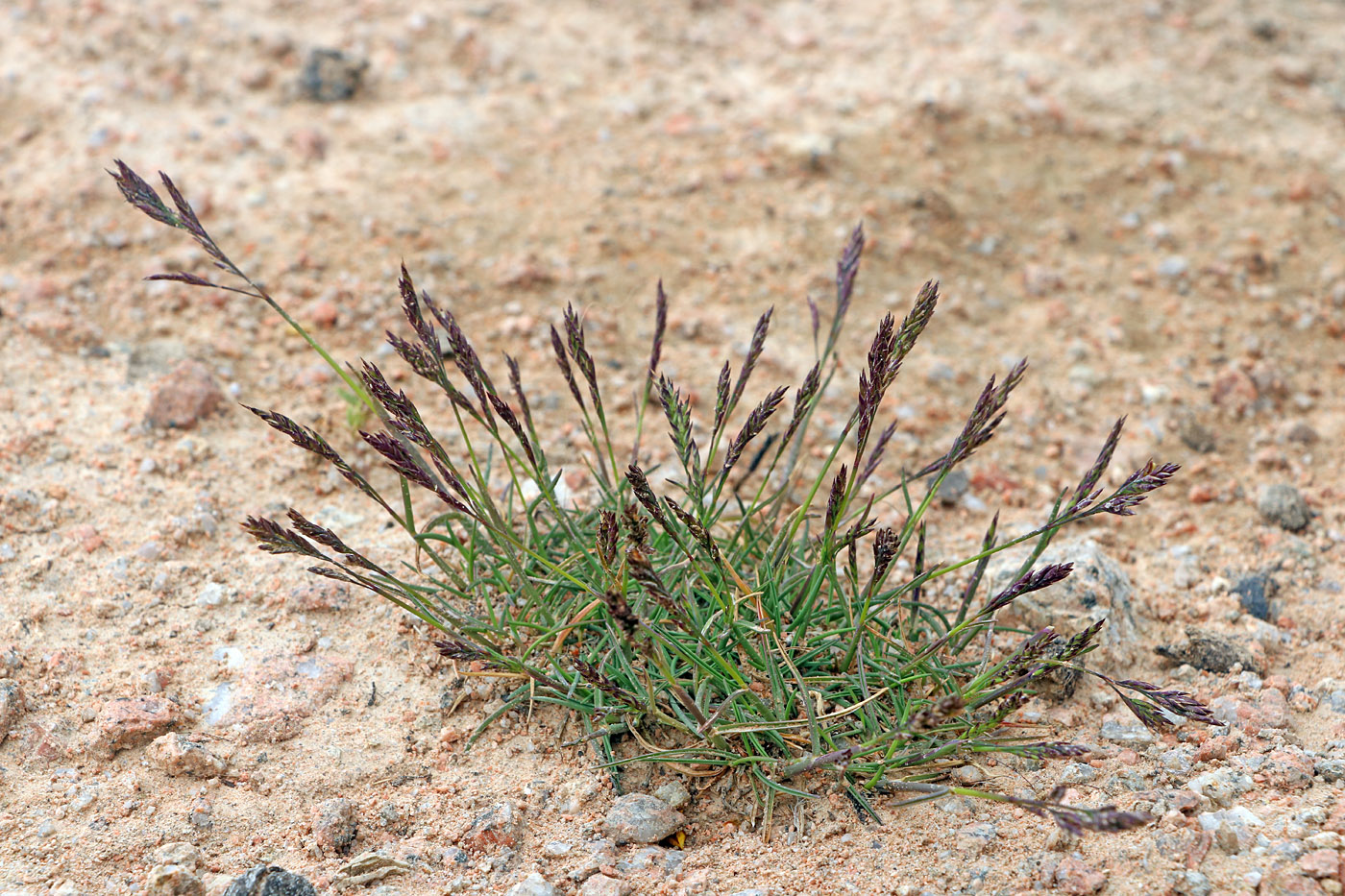 Изображение особи Puccinellia subspicata.