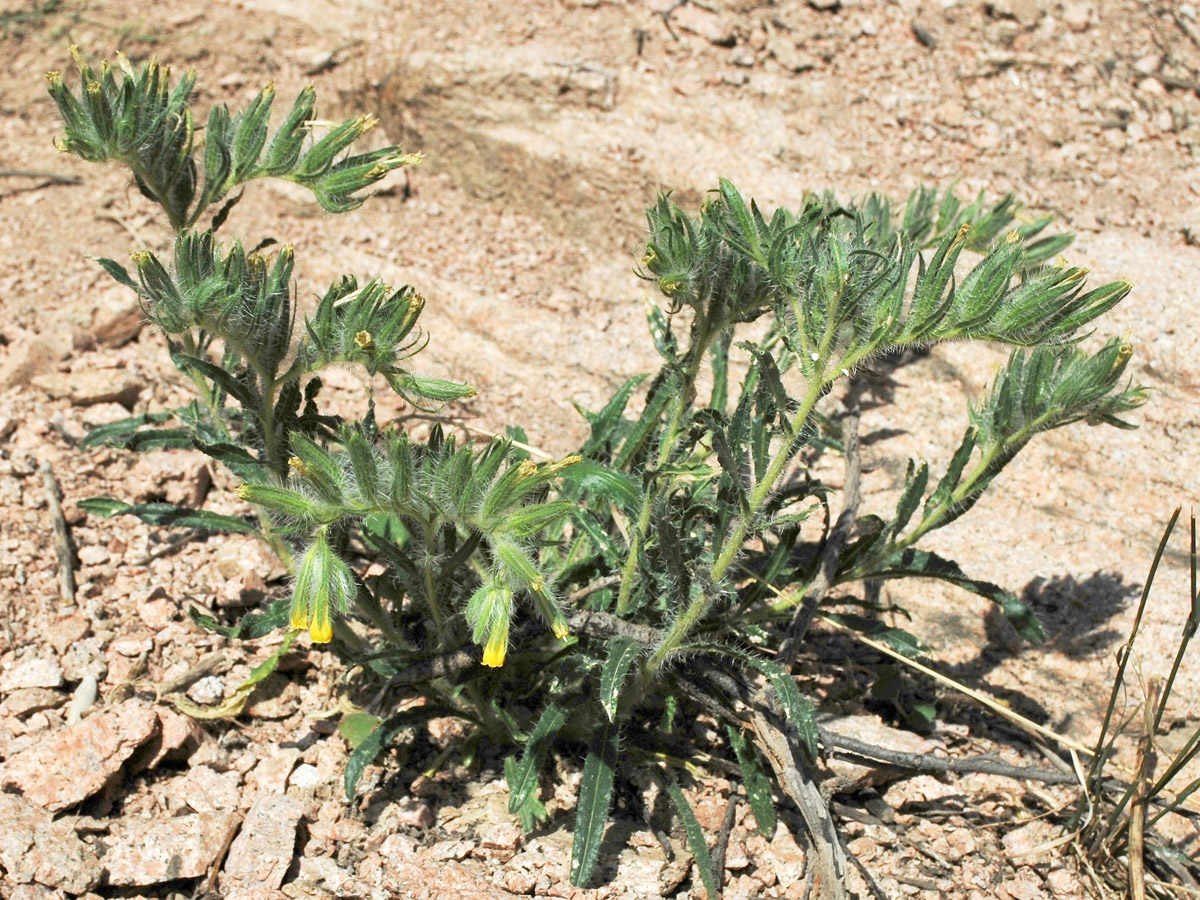 Image of Onosma irritans specimen.