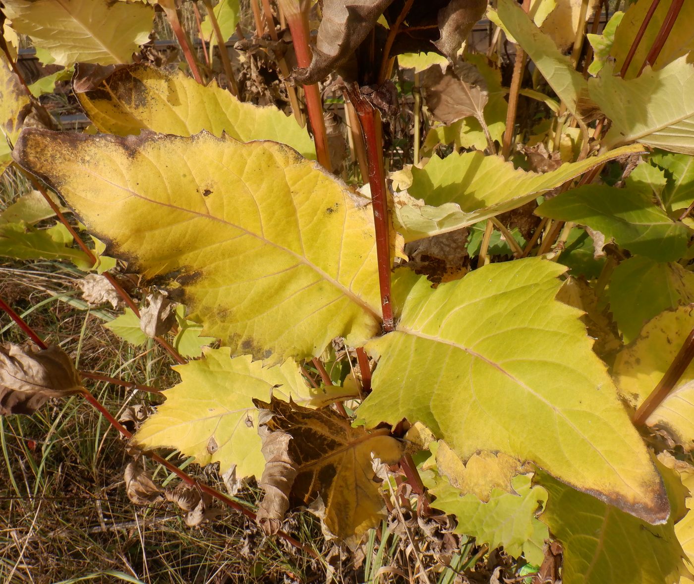 Image of Silphium perfoliatum specimen.