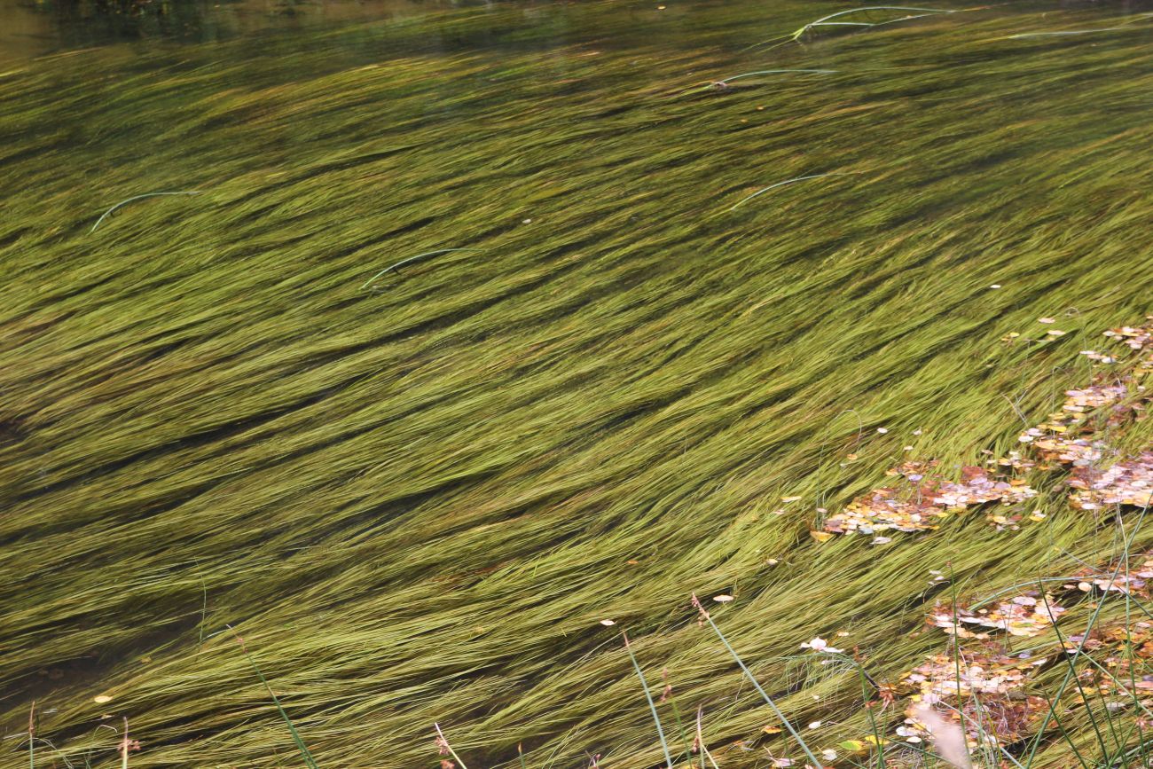 Image of genus Potamogeton specimen.