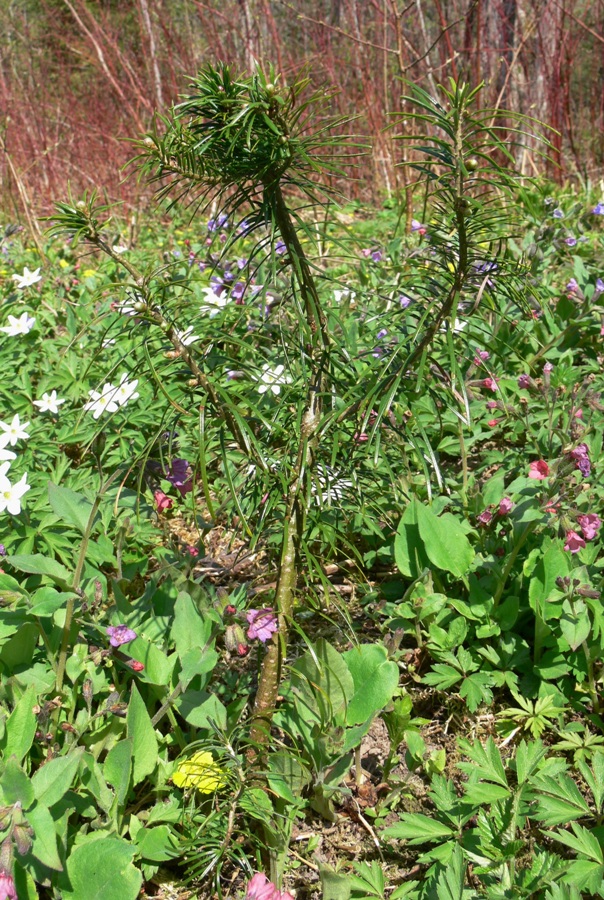 Image of Abies balsamea specimen.