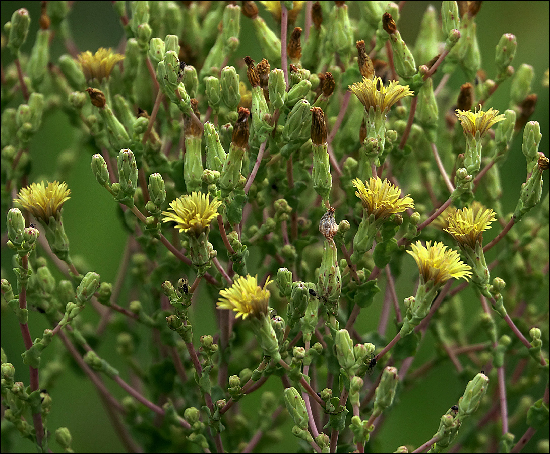 Изображение особи Lactuca sativa.