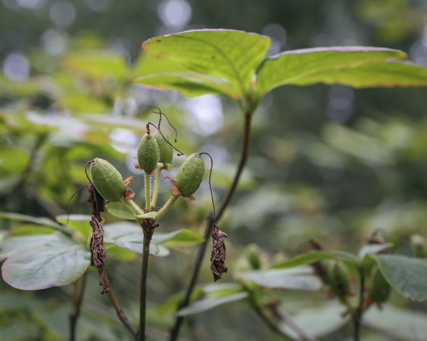 Image of Rhododendron schlippenbachii specimen.