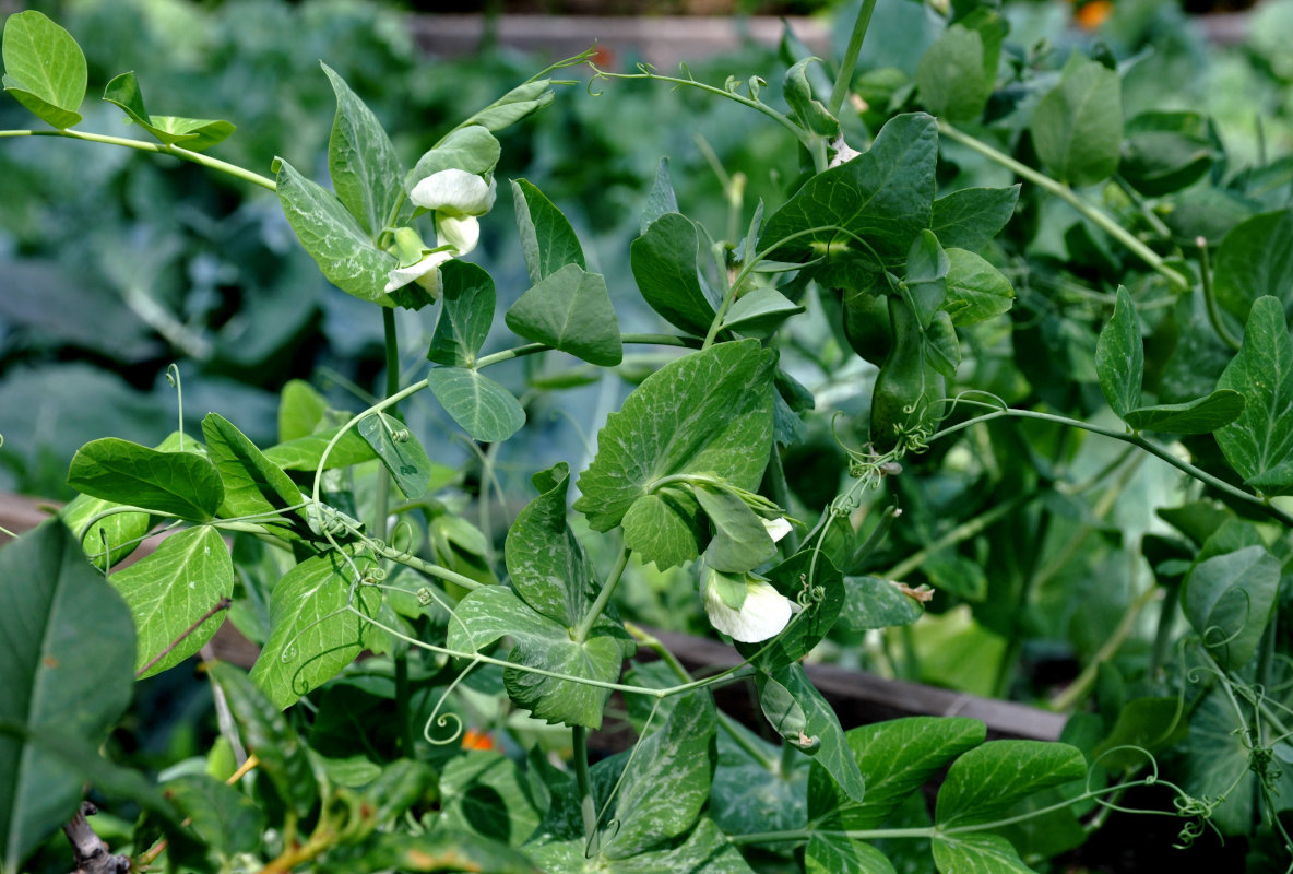 Изображение особи Pisum sativum.