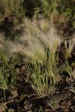 Hordeum jubatum. Цветущее растение. Санкт-Петербург, Московский р-н, ж.-д. станция \"Шушары\", насыпь. 13.07.2020.