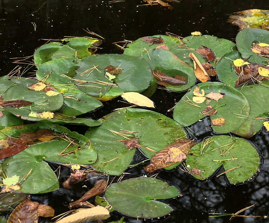 Изображение особи Nymphaea candida.