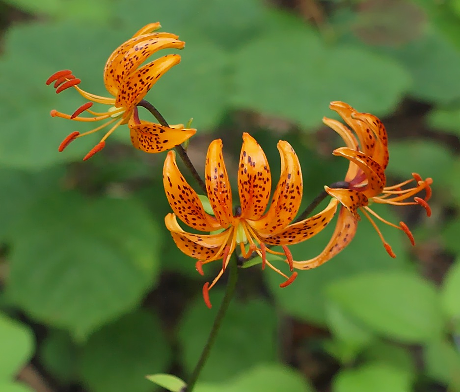 Image of Lilium distichum specimen.