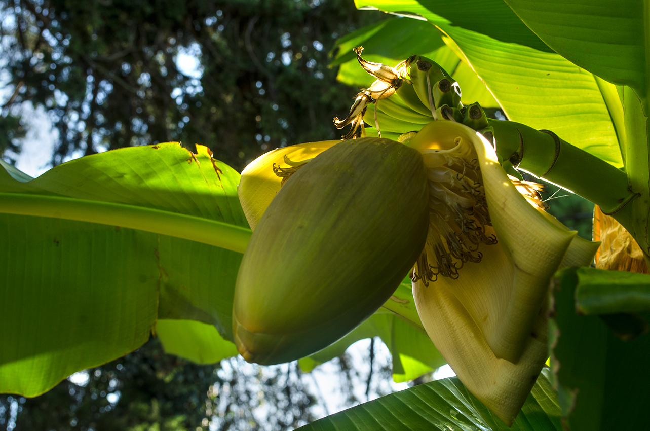 Image of Musa basjoo specimen.