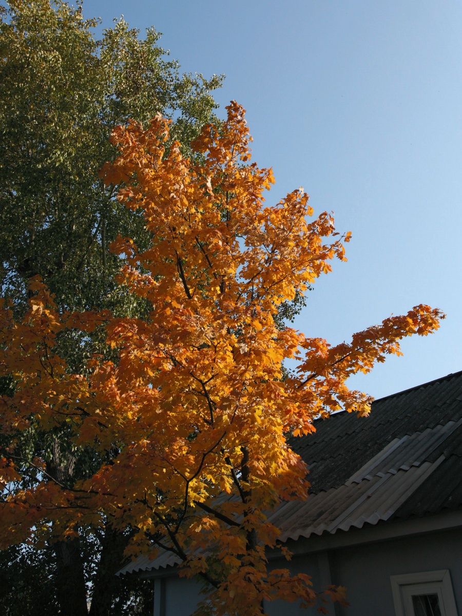 Image of Acer platanoides specimen.