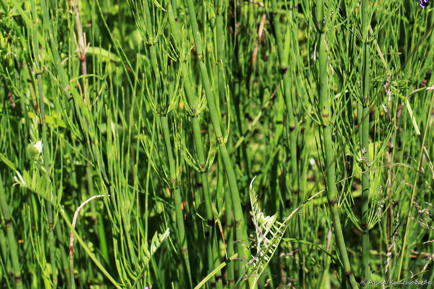 Изображение особи Equisetum fluviatile.