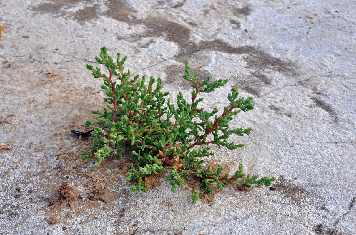 Image of Petrosimonia oppositifolia specimen.