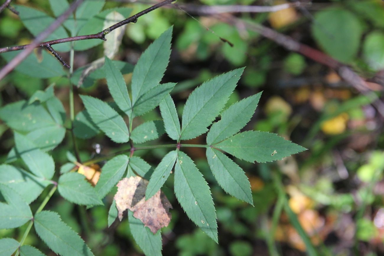 Image of Angelica sylvestris specimen.