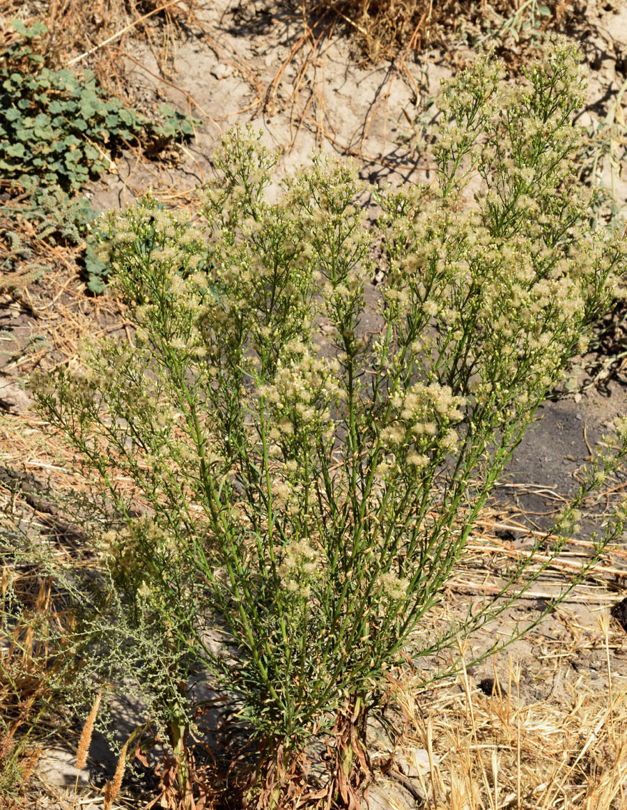 Image of Conyza canadensis specimen.