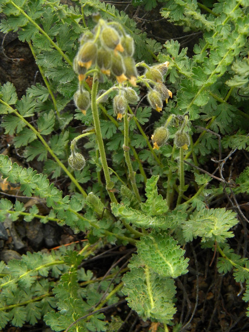 Image of Biebersteinia odora specimen.