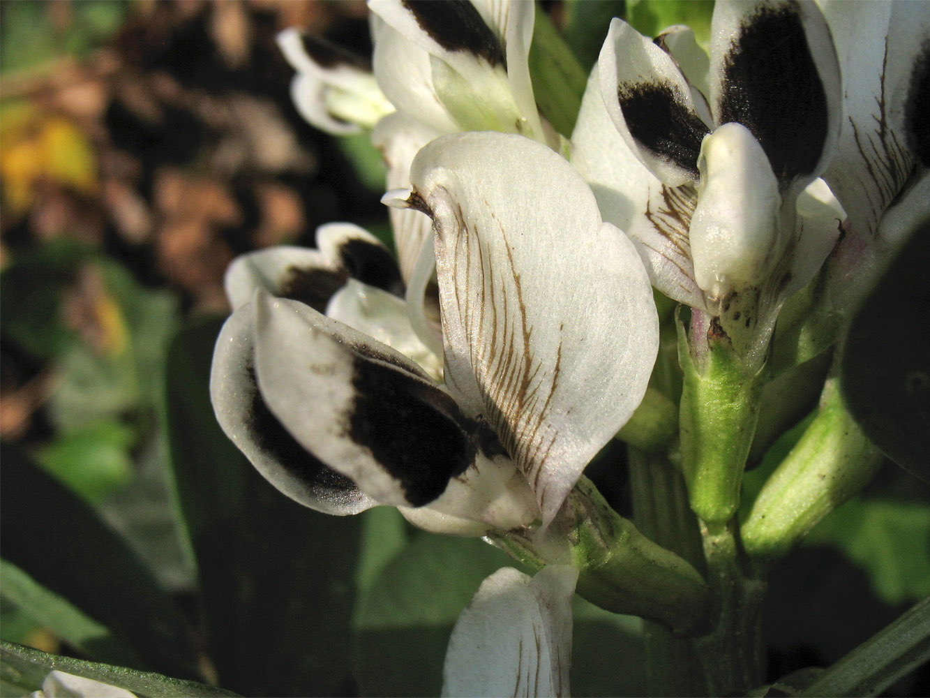 Изображение особи Vicia faba.