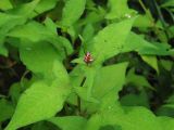 Truellum thunbergii