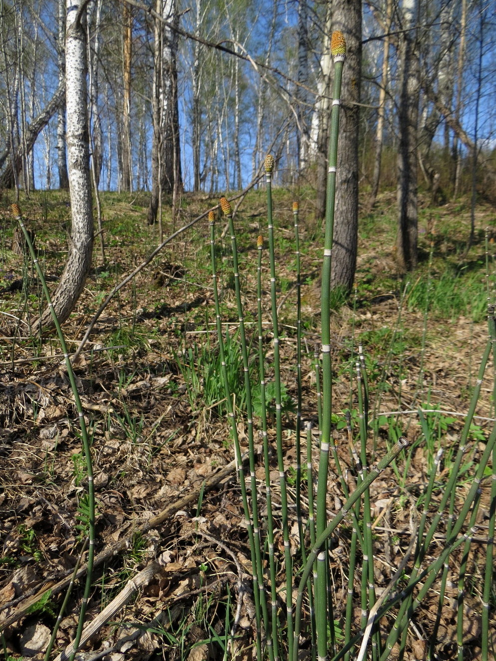 Изображение особи Equisetum hyemale.