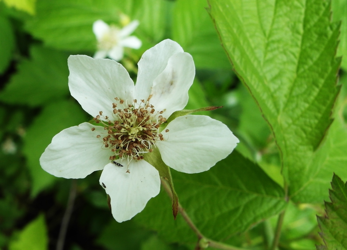 Image of Rubus caesius specimen.