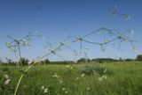 Galium pseudorivale