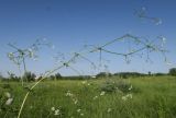 Galium pseudorivale