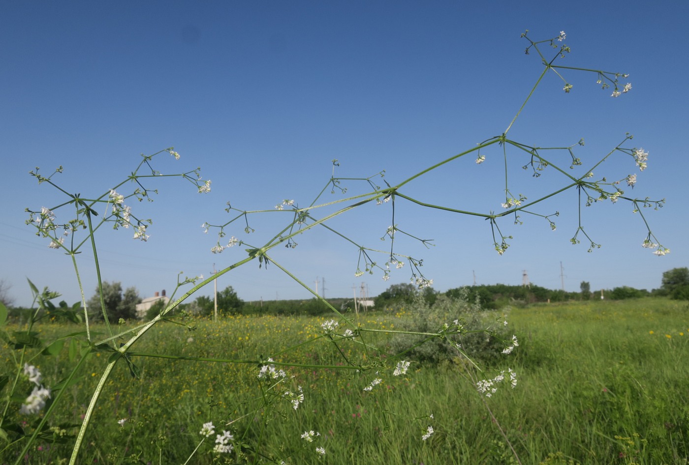 Изображение особи Galium pseudorivale.