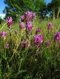 Astragalus onobrychis