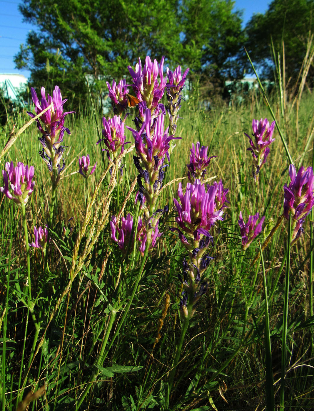 Image of Astragalus onobrychis specimen.