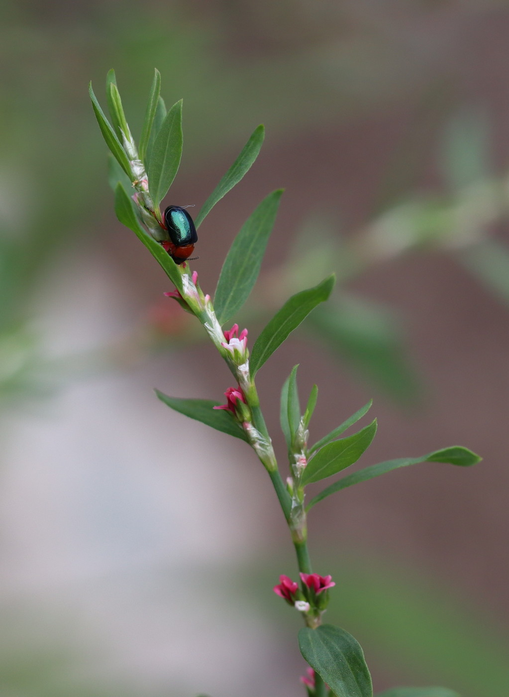 Image of Polygonum aviculare specimen.