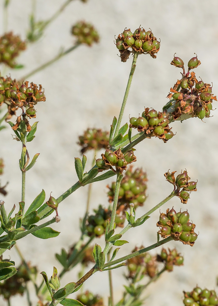 Image of Dorycnium herbaceum specimen.