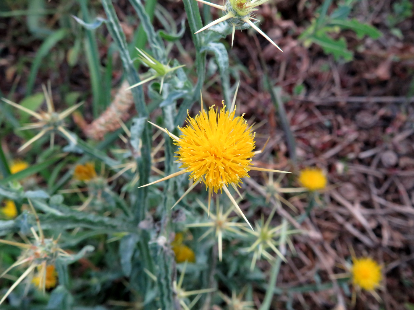 Image of Centaurea solstitialis specimen.