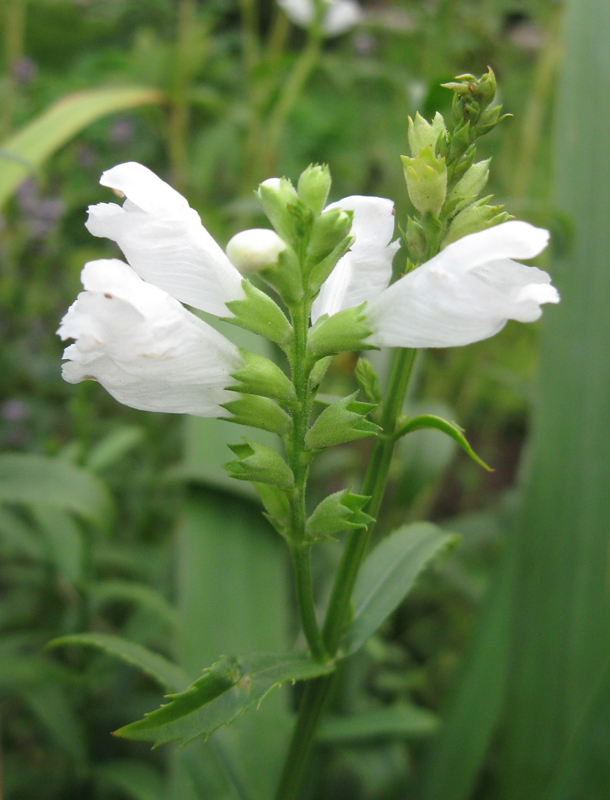 Image of Physostegia virginiana specimen.