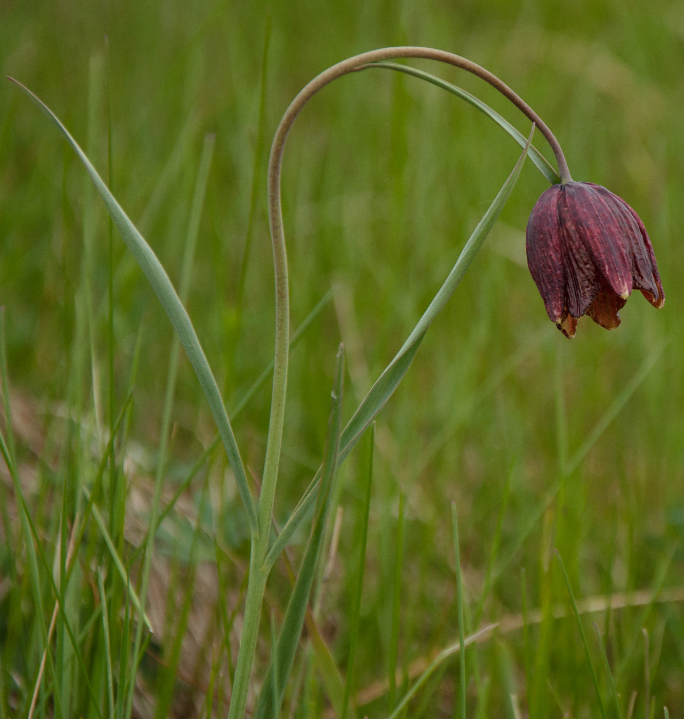 Image of Fritillaria meleagroides specimen.