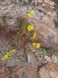 Youngia tenuifolia