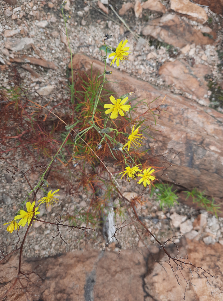 Image of Youngia tenuifolia specimen.