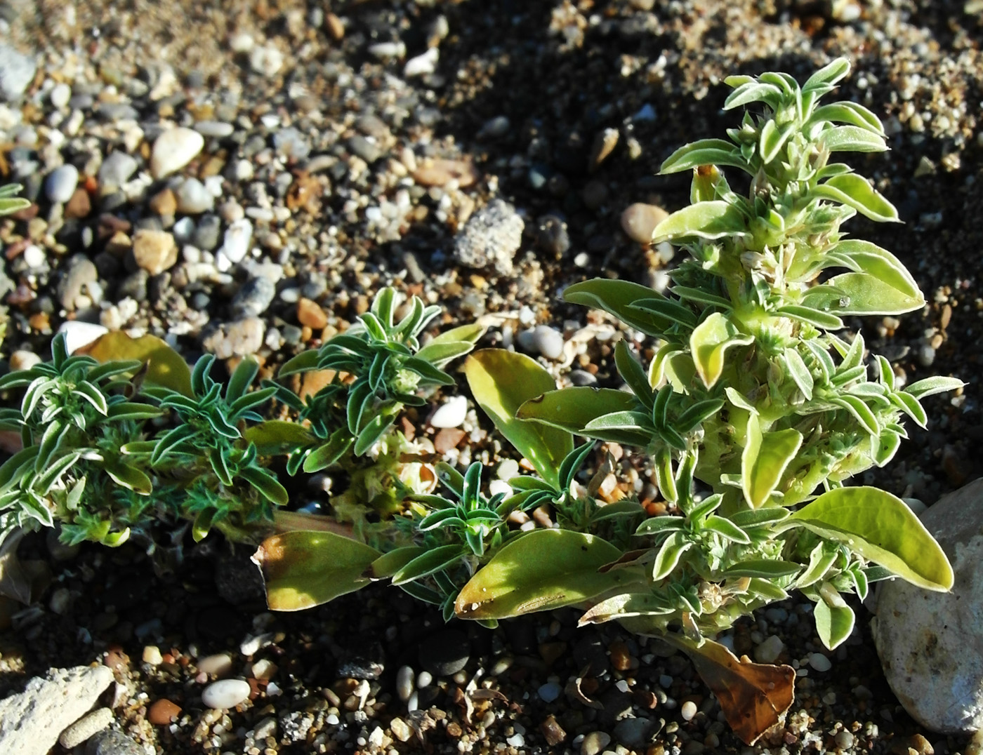 Image of genus Amaranthus specimen.