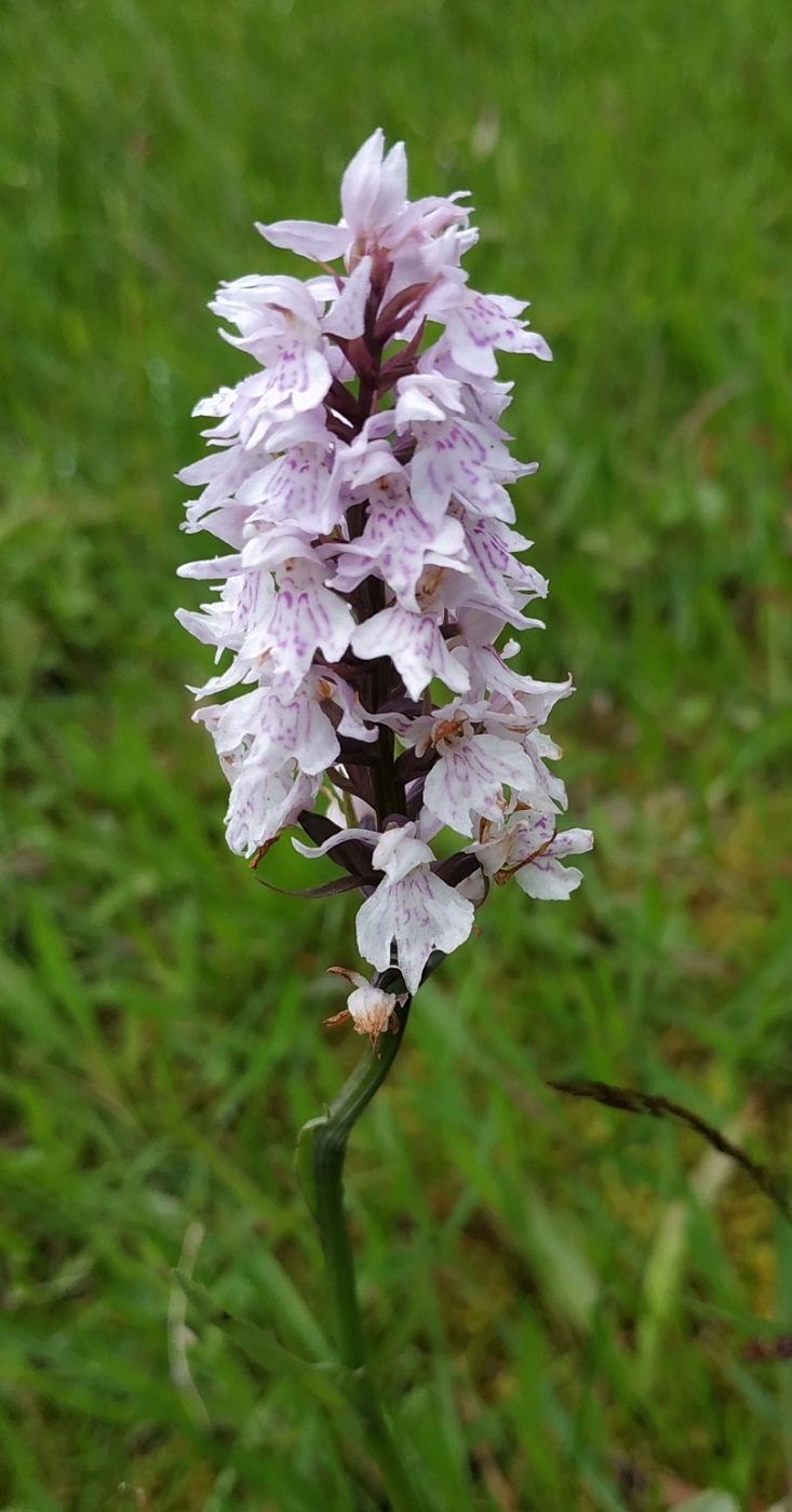 Image of Dactylorhiza fuchsii specimen.