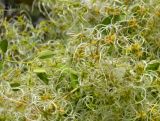Clematis vitalba
